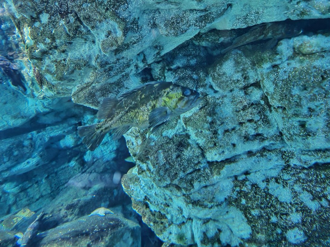 galaxys20ultracamera-camofish-nightmode