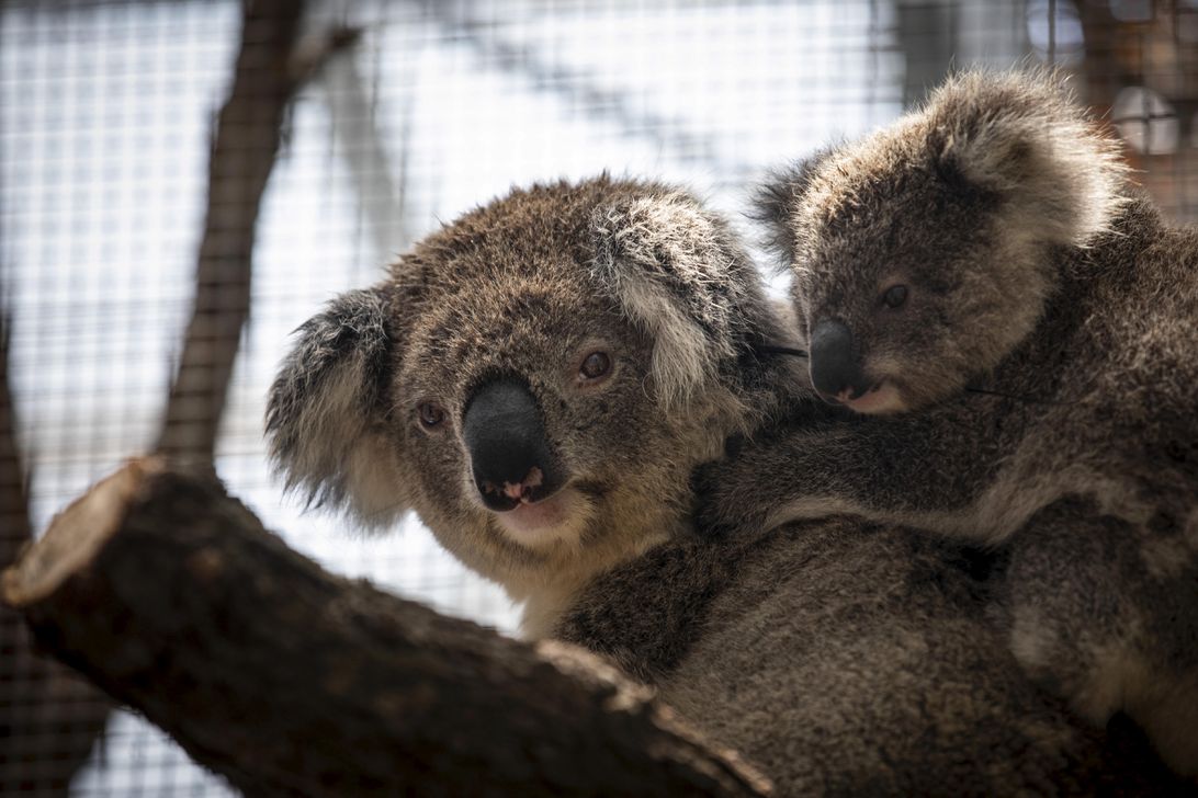 gettyimages-1199325409