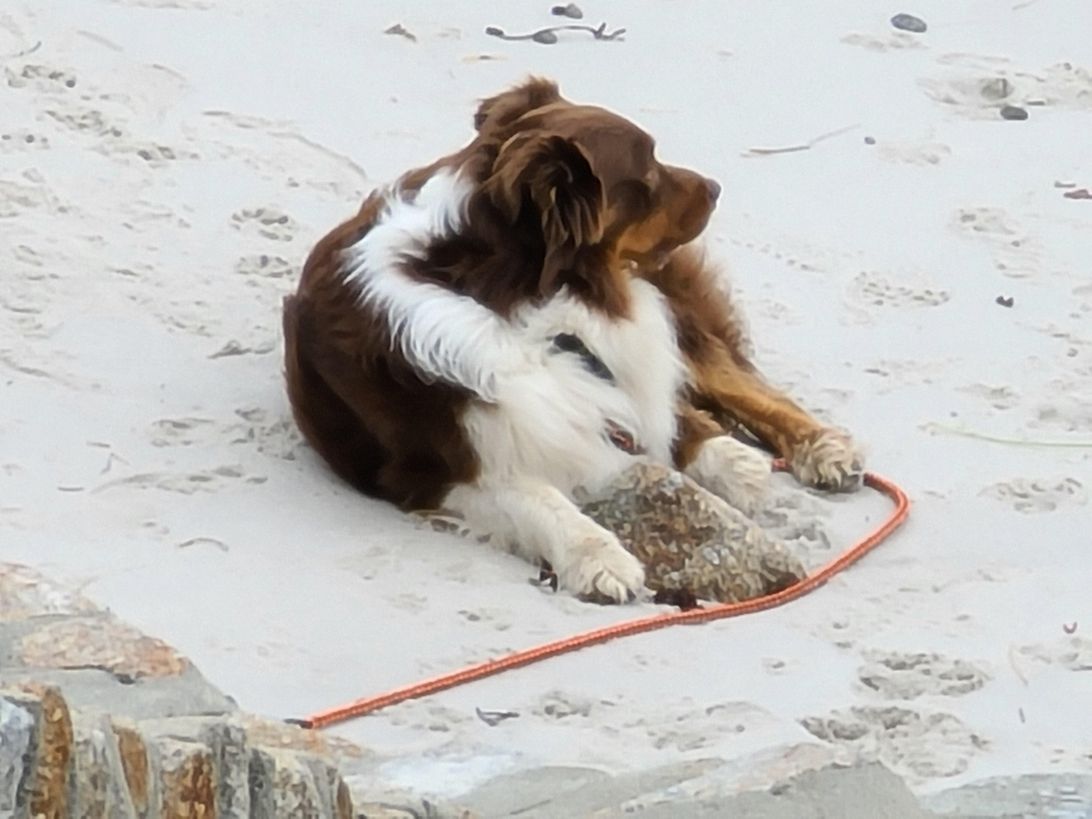 galaxys20ultracamera-dog-100x