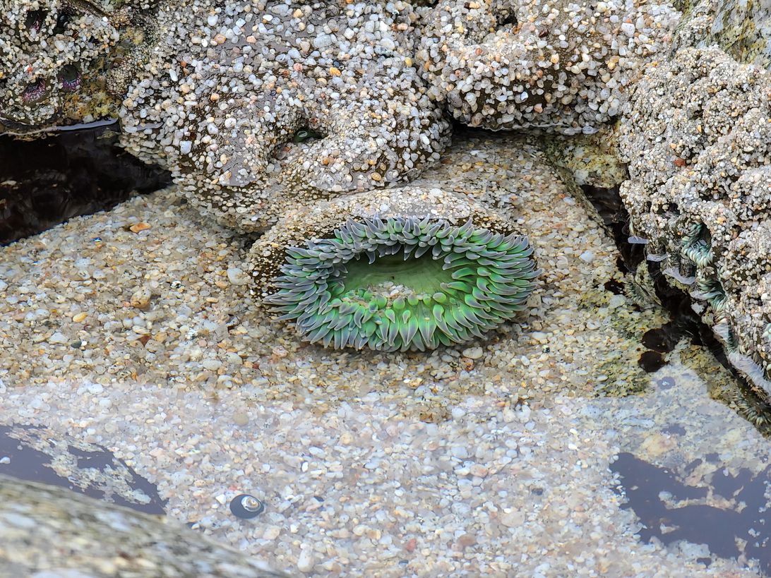 s20ultra-anemone-4xzoom