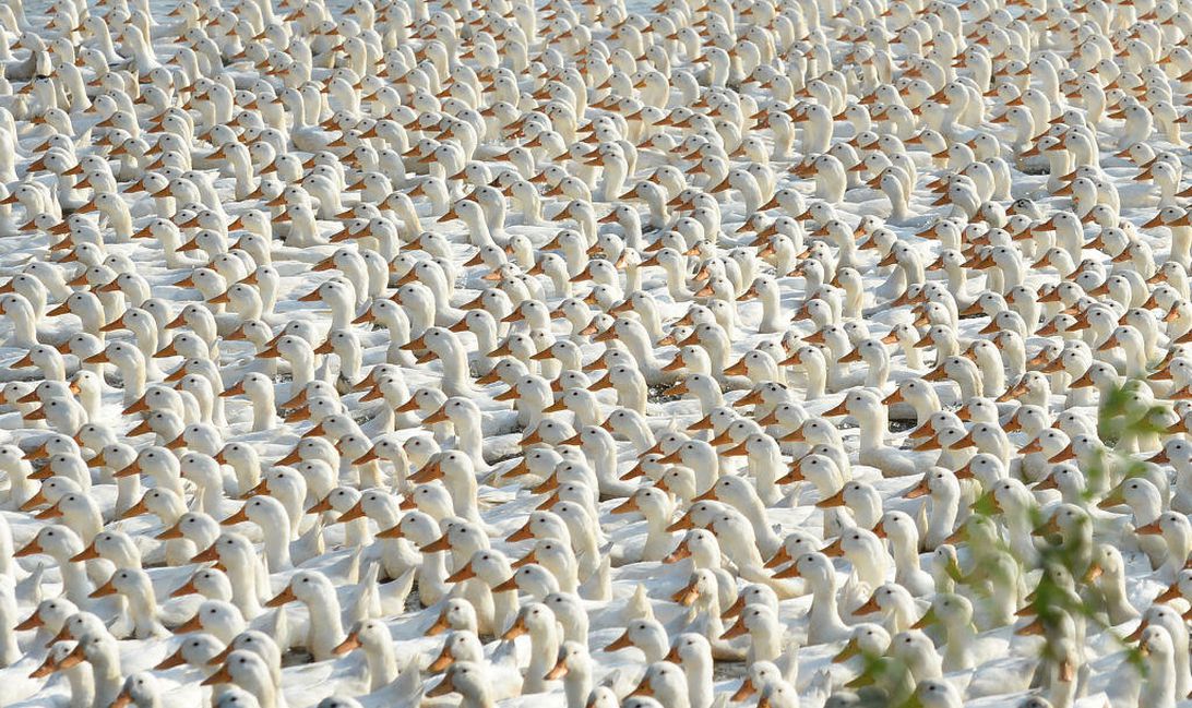 gettyimages-908637706