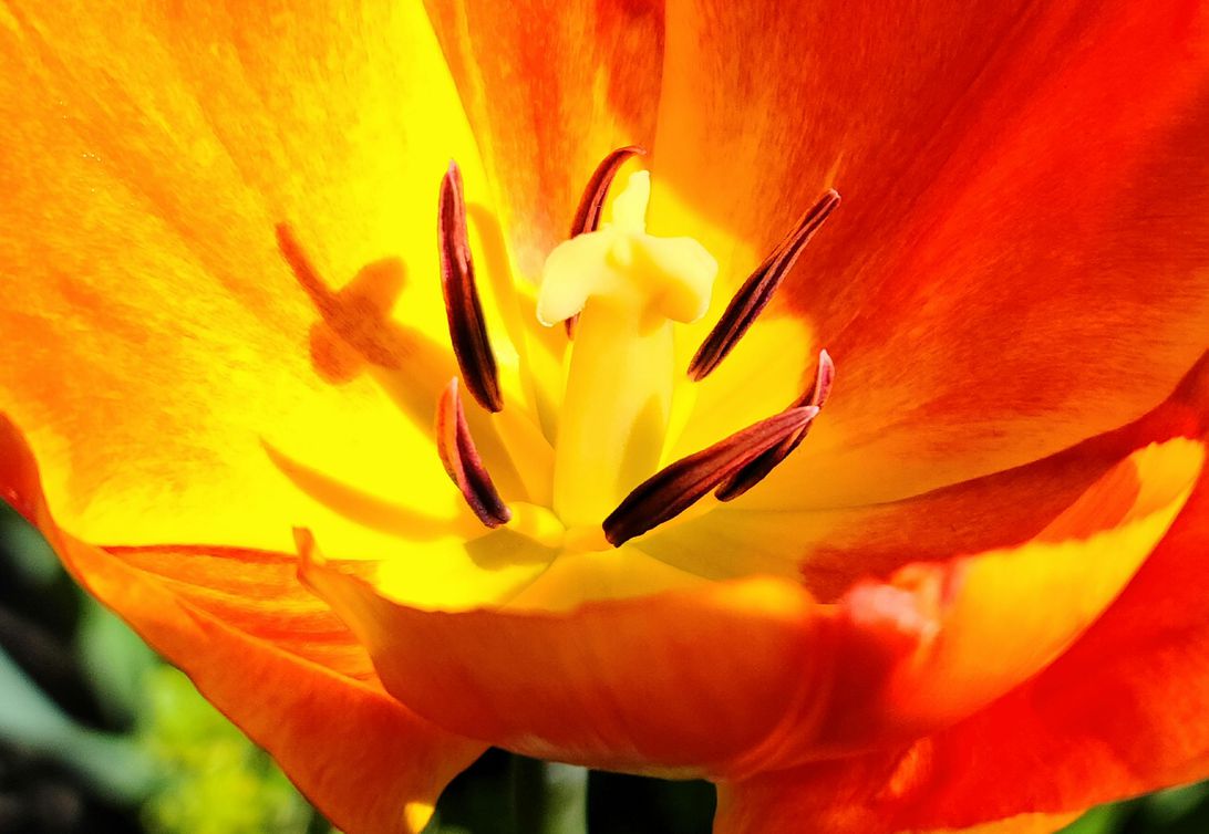 galaxys20ultracamera-orangeflower-108crop