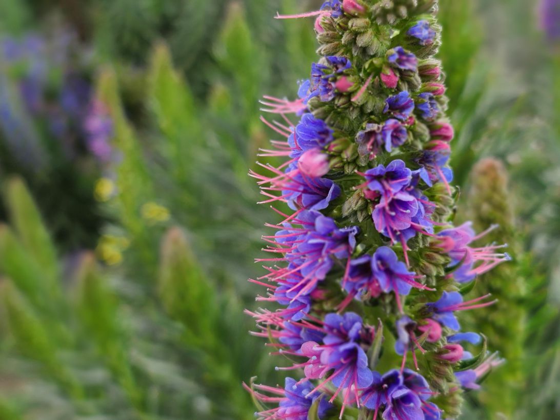 galaxys20ultra-flower