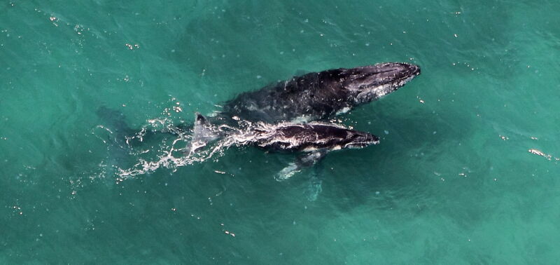 A humpback whale and calf.