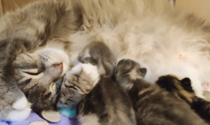 Kitten Academy Best Animal Livestreams