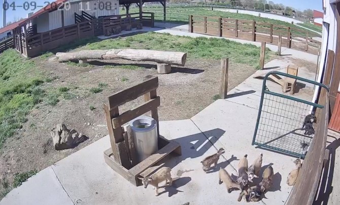 Baby Goats Cam Best Animal Livecams