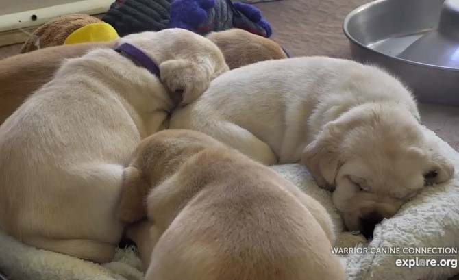 Warrior Canine Connection Best Animal Livestreams