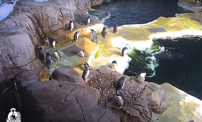 Kansas City Zoo Best Animal Livestreams