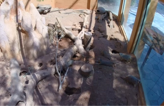 EarthCam Best Animal Livestreams
