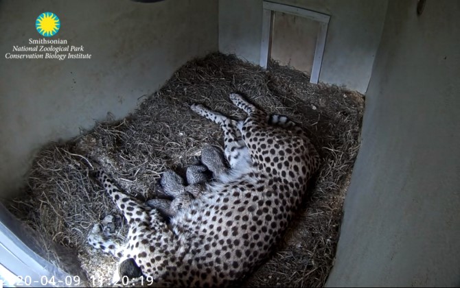 Smithsonian's National Zoo Best Animal Livecams