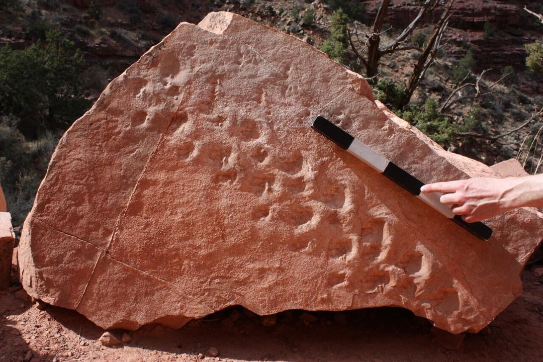 Grand Canyon animal tracks fossil