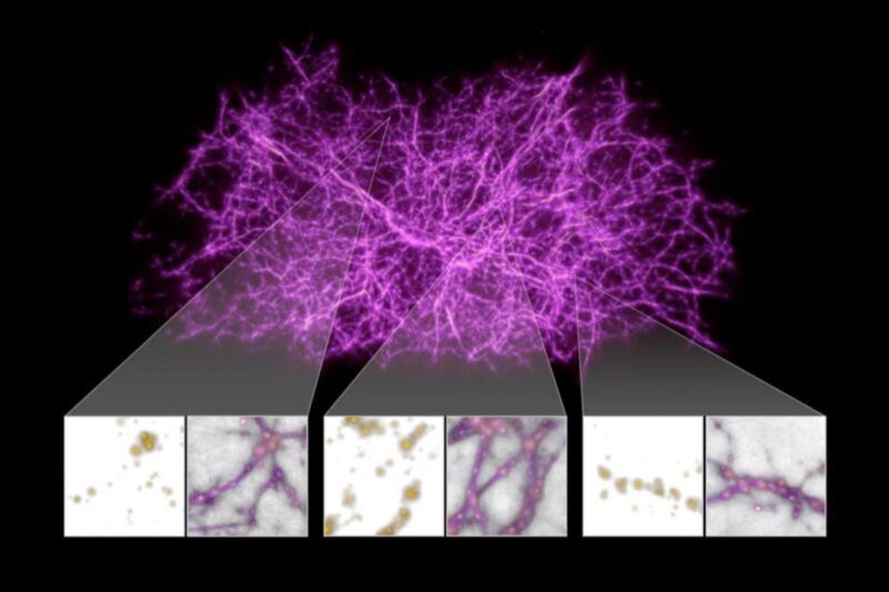 A reconstruction of the cosmic web— a vast network of filamentary structures of matter spanning the universe—modeled on  the growth patterns of slime mold. 