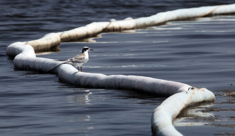 A bird stands on a tube snaking through the water.