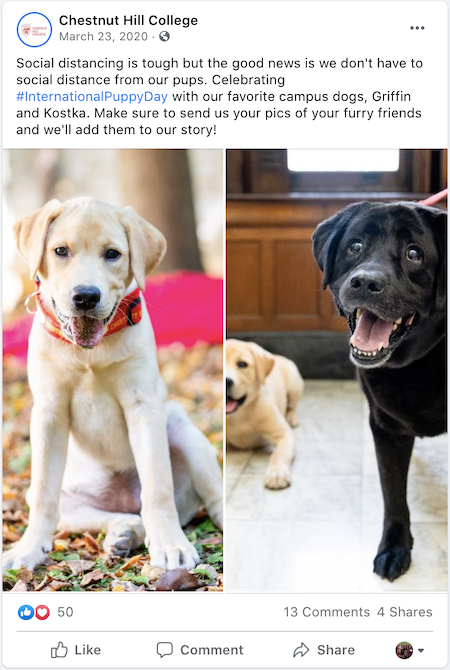 march-marketing-ideas-international-puppy-day